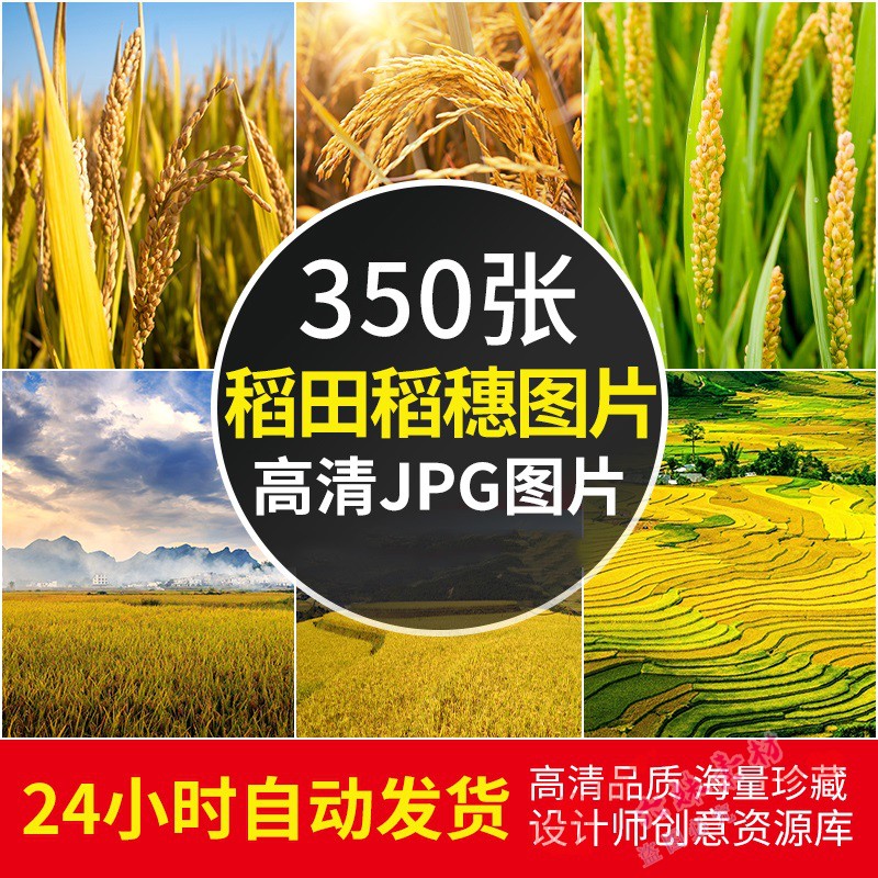 高清稻田稻穗图片插秧苗水稻梯田摄影照片电脑手机壁纸ps设计素材使用感如何?