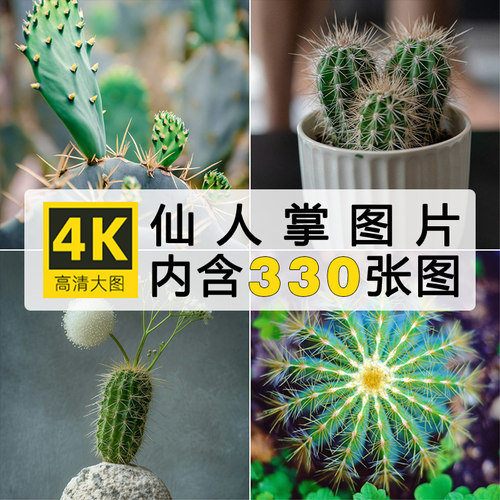 仙人掌球仙巴掌霸王树火掌4K高清壁纸ps设计美术绘画插画图片素材