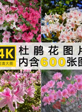 鲜花盛开杜鹃花特写唯美花卉花朵高清映山红春天花海摄影图片素材