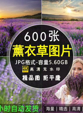 4K高清自然风景薰衣草喷绘打印