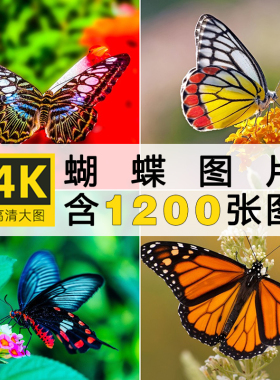 4K高清蝴蝶飞舞图片彩色花丛虫摄影照片特写电脑壁纸JPG图库素材