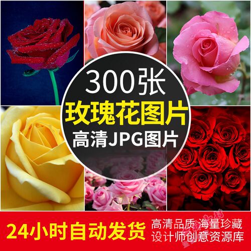 红玫瑰墙纸质量怎么样 红玫瑰墙纸口碑怎么样 小麦优选