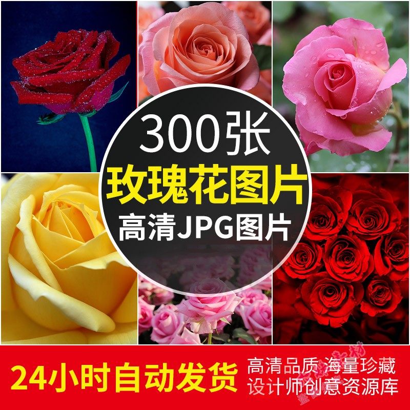 壁纸玫瑰花素材模板 壁纸玫瑰花图片下载 小麦优选