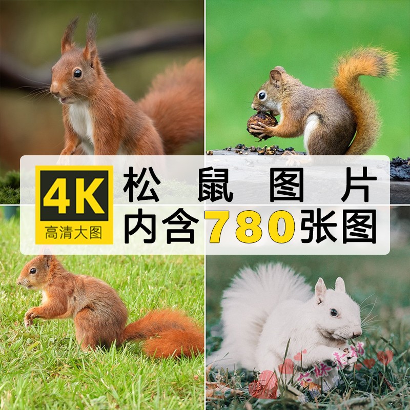 4K野生松鼠植物活泼可爱坚果图片实拍素材高清JPG设计素材可商用