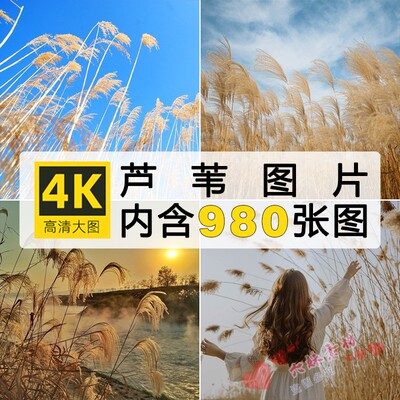 4K高清芦苇丛荡图片湿地夕阳落日美景风景摄影照片桌面背景ps素材