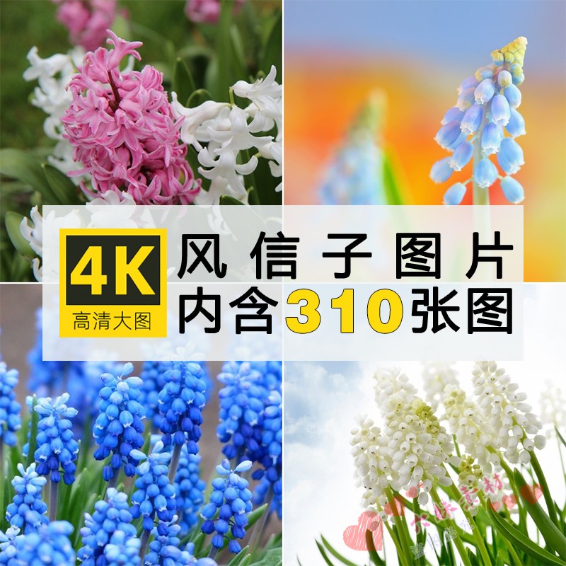 4k高清葡萄风信子图片粉红白紫色花卉植物唯美清新摄影壁纸ps素材