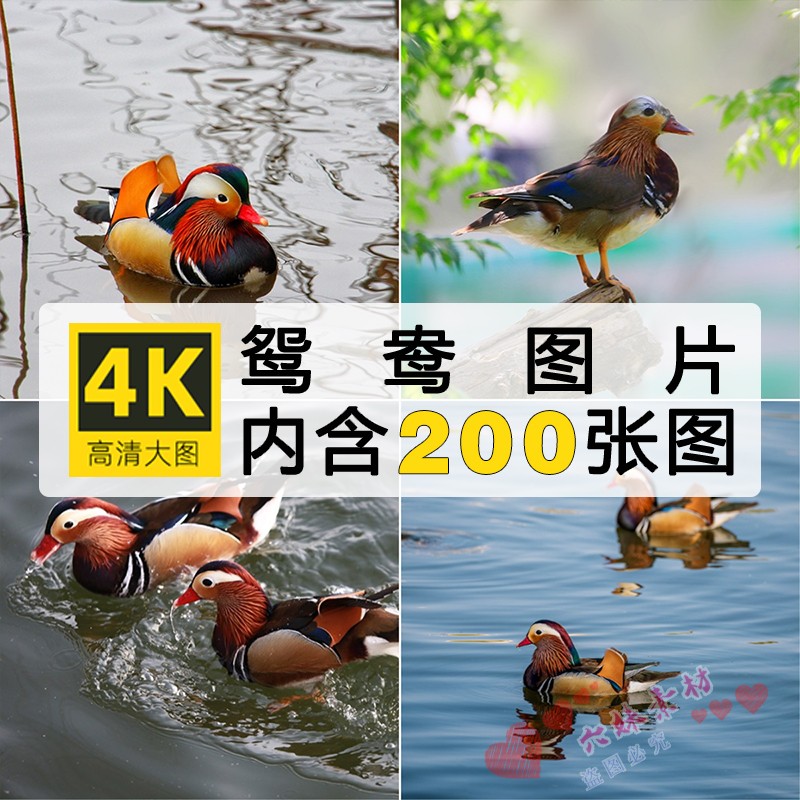 高清动物生物摄影图片鸳鸯飞鸟飞禽水鸟官鸭鸟类PS背景JPG素材图