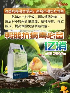 【亿消】针对鸡鸭鹅感冒流感腺病毒等引起的缩脖伤亡不断心包积液