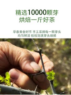 益鸿禧酸枣芽茶20克山枣叶茶无添加新茶野生酸枣芽免洗无杂便携装