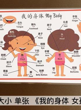 我的身体五官认知mybody女孩男孩中英文双语闪卡手工diy英语启蒙