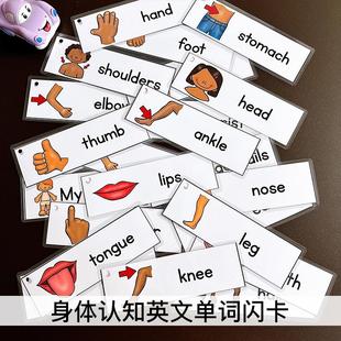 身体四肢五官认知闪卡英文单词卡片英语早教启蒙手工diy制作教具