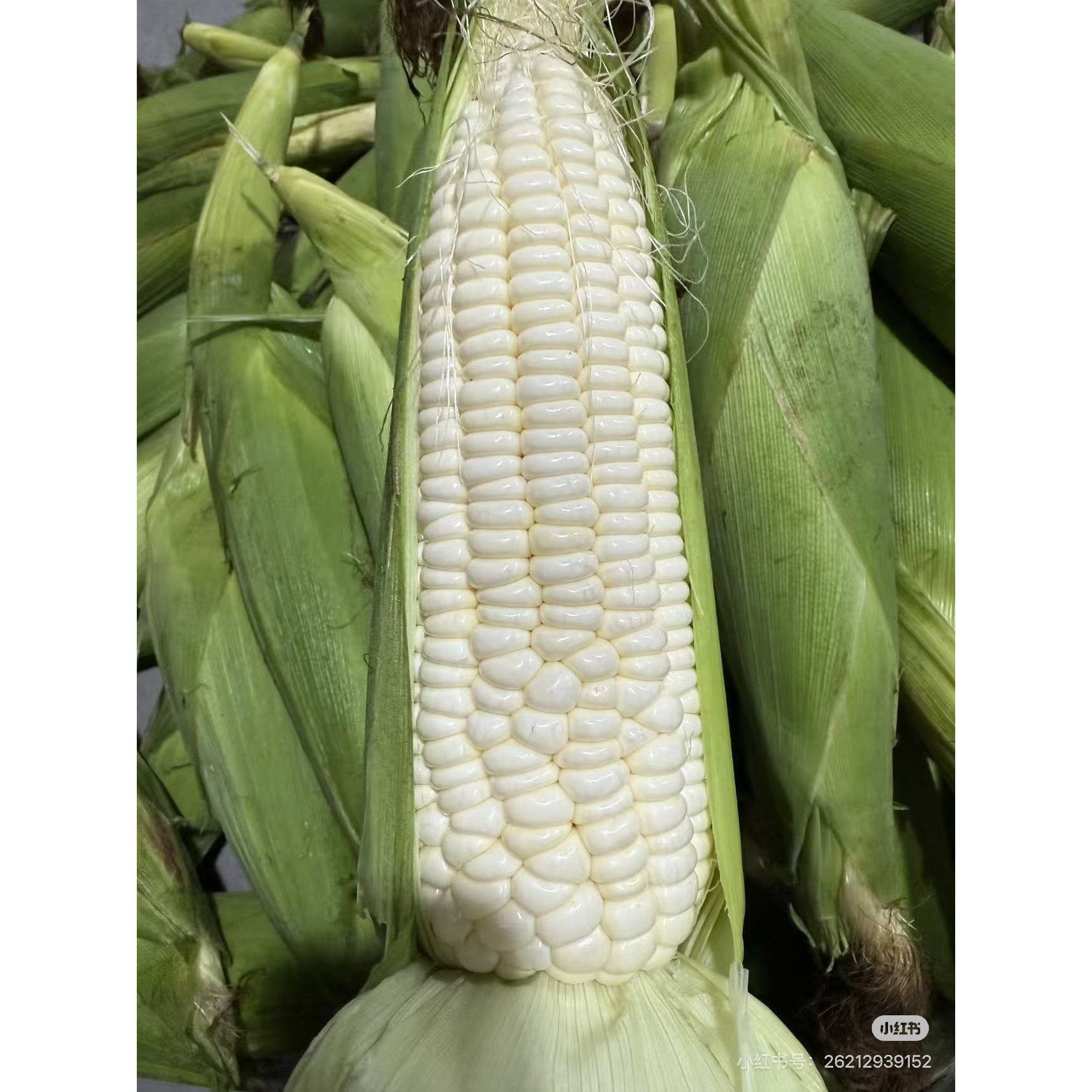 新鲜现摘白糯玉米孕妇当季甜玉米新鲜玉米