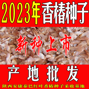 芽苗菜红椿树苗椿芽种孑 秦巴红叶2023年新采红油香椿种子种籽四季