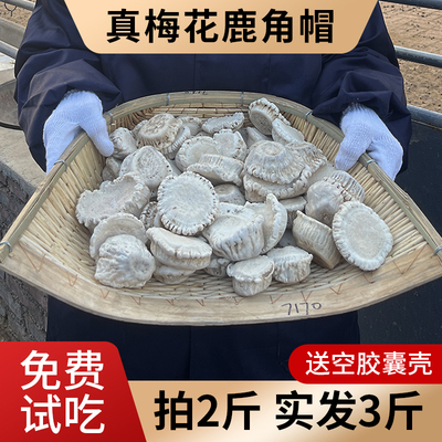 鹿乡原产地鹿角帽粉拍2斤发3斤