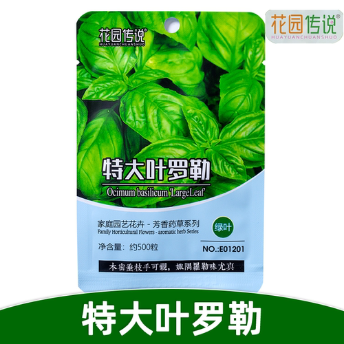 特大叶荆芥种子佐料香料荆芥菜籽蔬菜籽线荠四棱杆蒿假苏叶罗勒