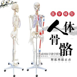 厂家直销 人体骨骼模型170cm 半边肌肉着色医用大骨架模型