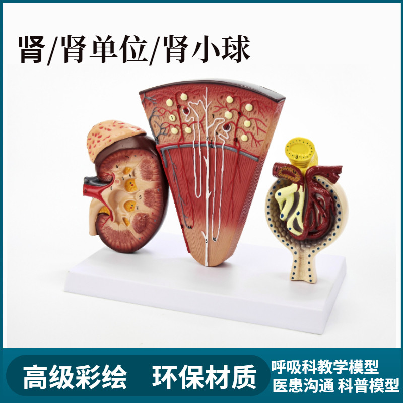人体模型医院学校教学演示教具肾小球内脏器官解剖肾剖面单位结构