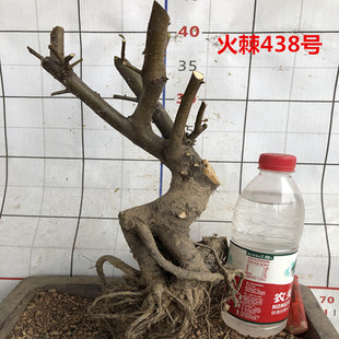 火棘盆景树桩室内外绿植盆栽