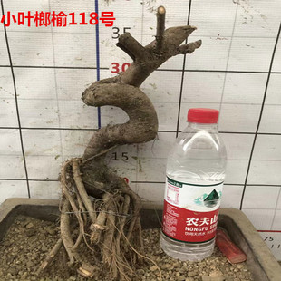 精品榆树盆景小叶榔榆老桩绿植花卉庭院造型