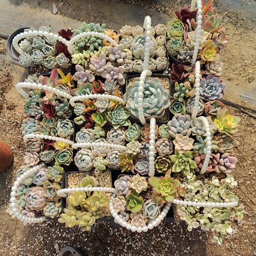 多肉植物绿植阳台萌肉花卉绿植18包邮