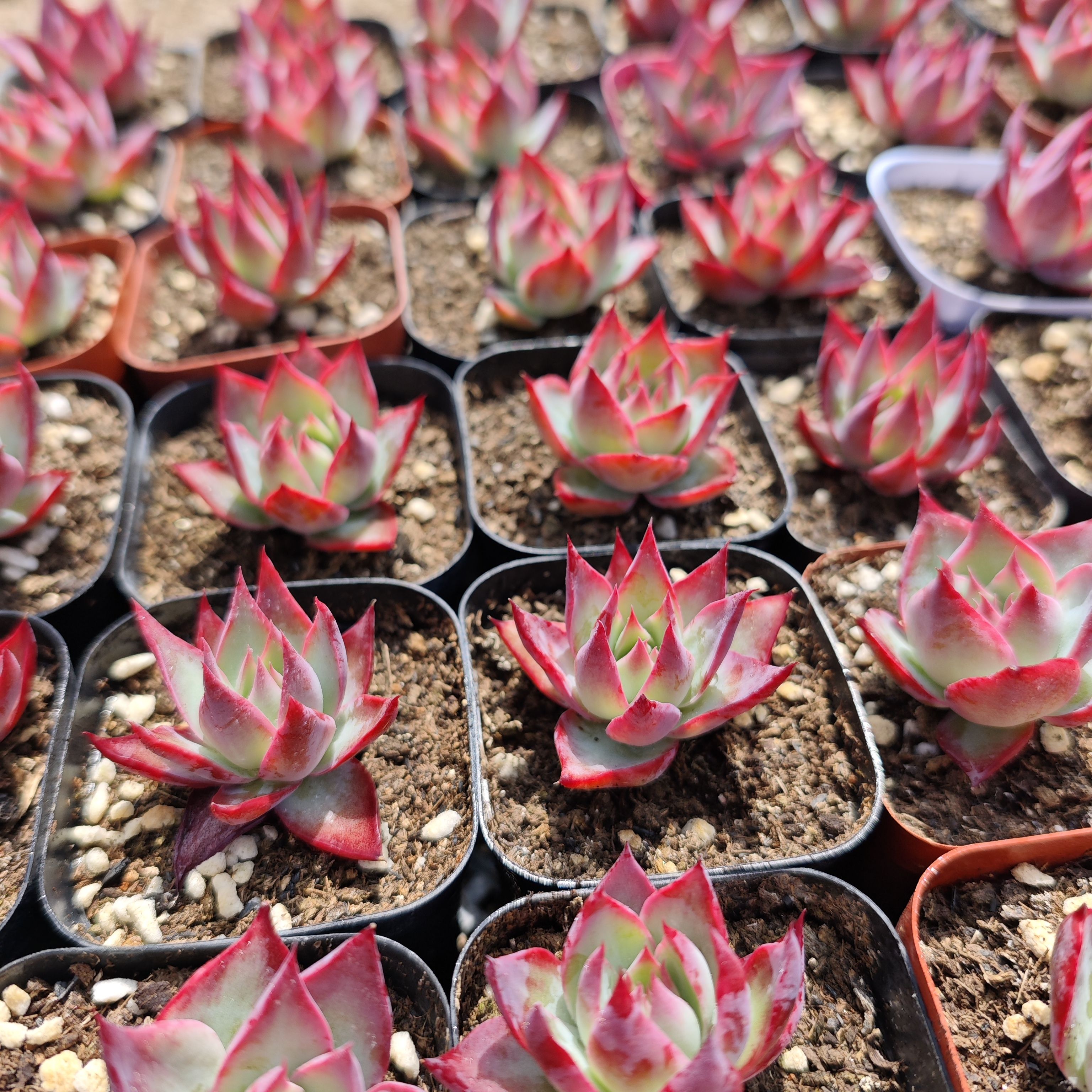 清棚不干了，惊鸿仙子20颗30