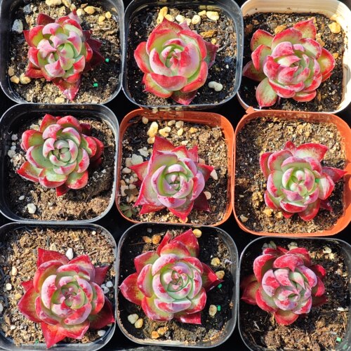 惊鸿仙子蜜桃娃娃，批发18包邮