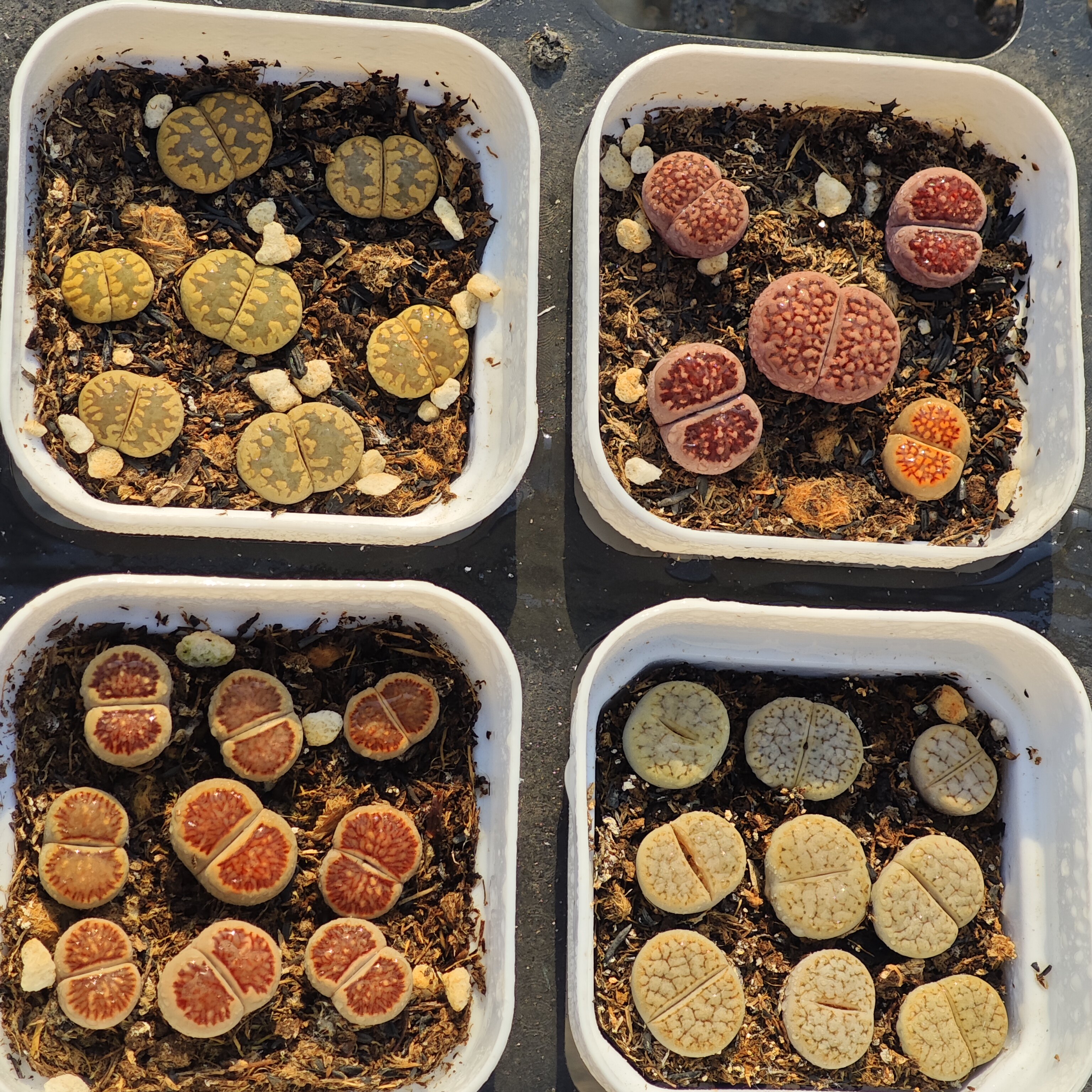 767#，屁屁4盆19.9，带盆土，紫巴里，大津汇，红窗菊，拿铁荒