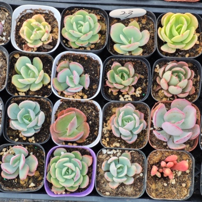 大型种多肉16颗18.8，布鲁克林，木兰，美凤，赫拉等等