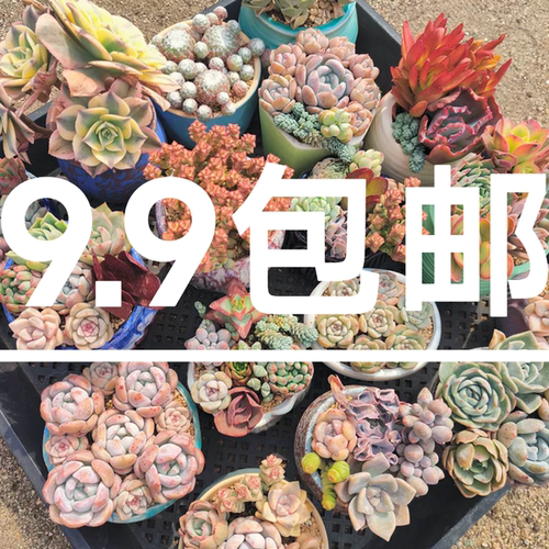 多肉植物绿植阳台花卉办公室园艺萌肉冰玉橙梦露惊鸿仙子