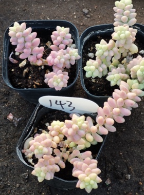 彩虹玉坠3颗8.8，18包邮