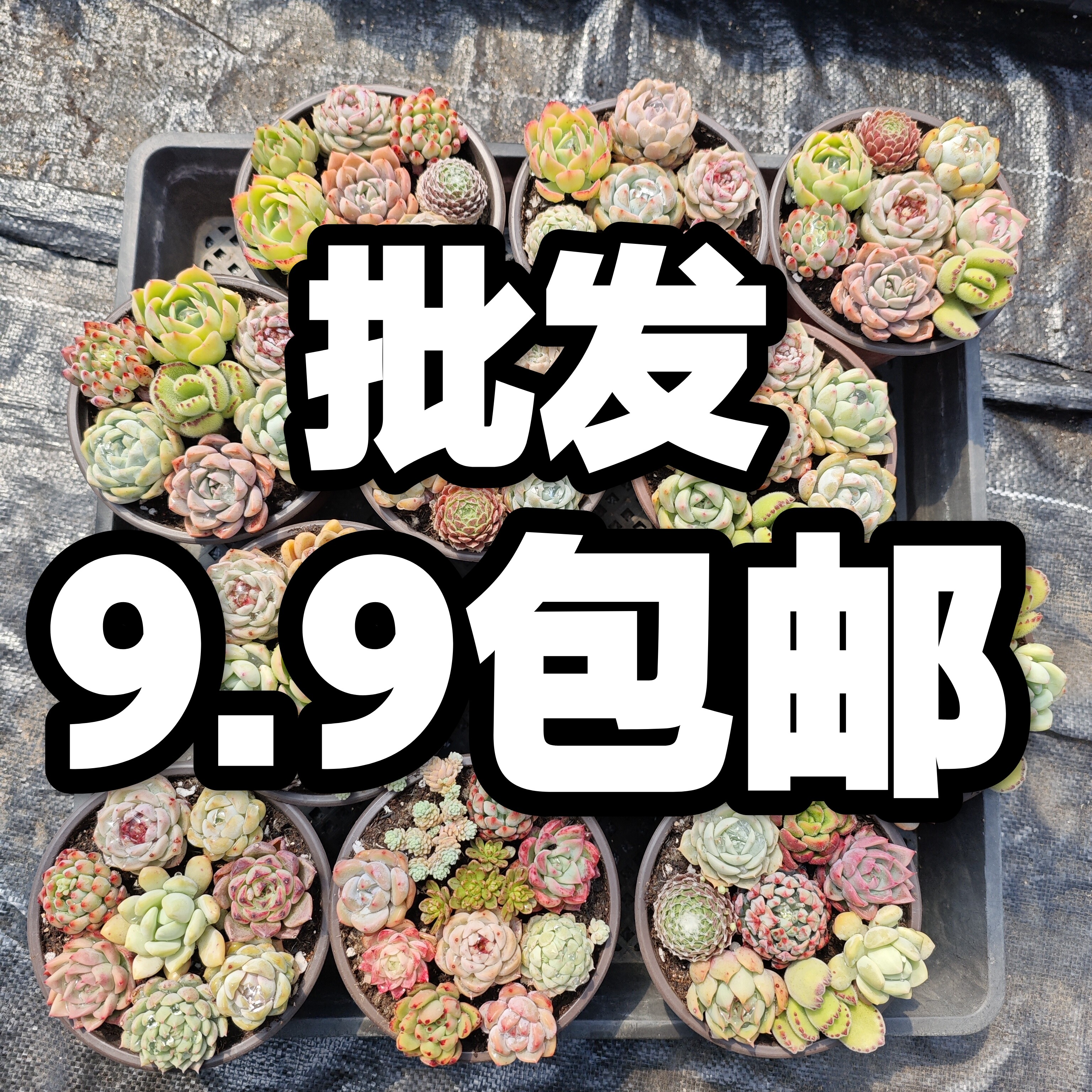 批发多肉阳台花卉园艺绿植冰玉梦露惊鸿仙子 - 实物图