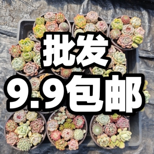 批发多肉阳台花卉园艺绿植冰玉梦露惊鸿仙子
