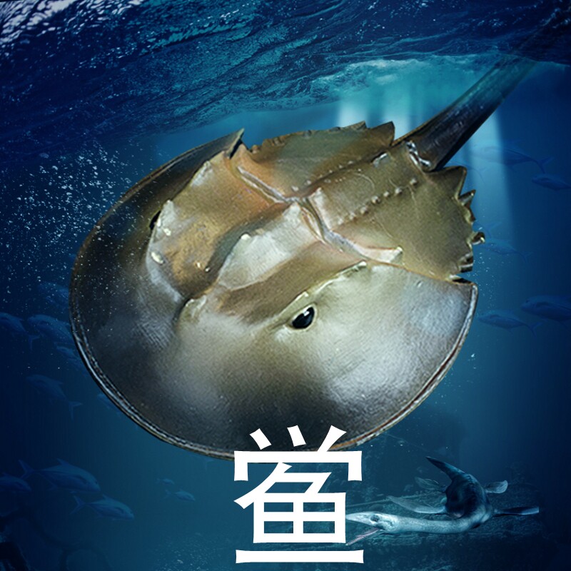 儿童实心仿真动物玩具海洋古生物鲎模型中华鲎套装马蹄蟹认知摆件