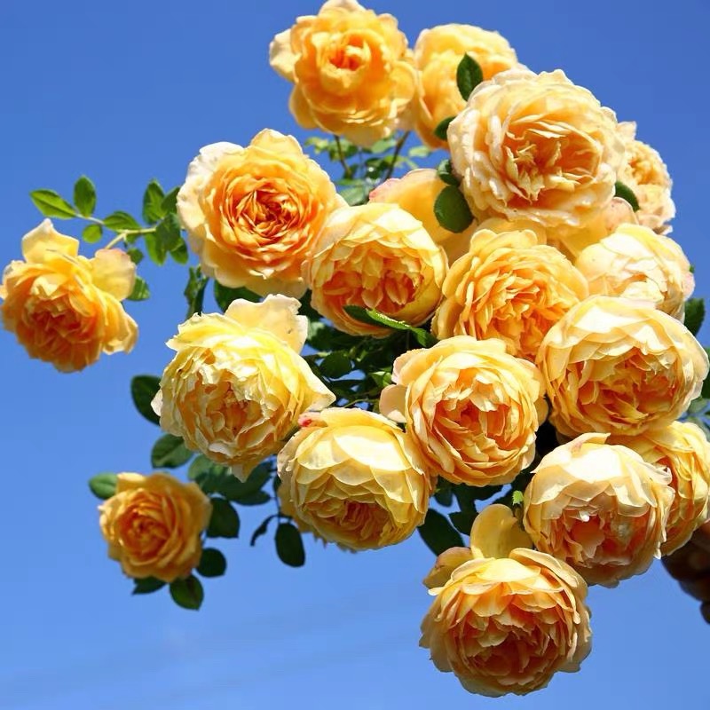 【黄金庆典】丰花多季爬藤月季 四季开花阳台庭院花卉植物盆栽苗