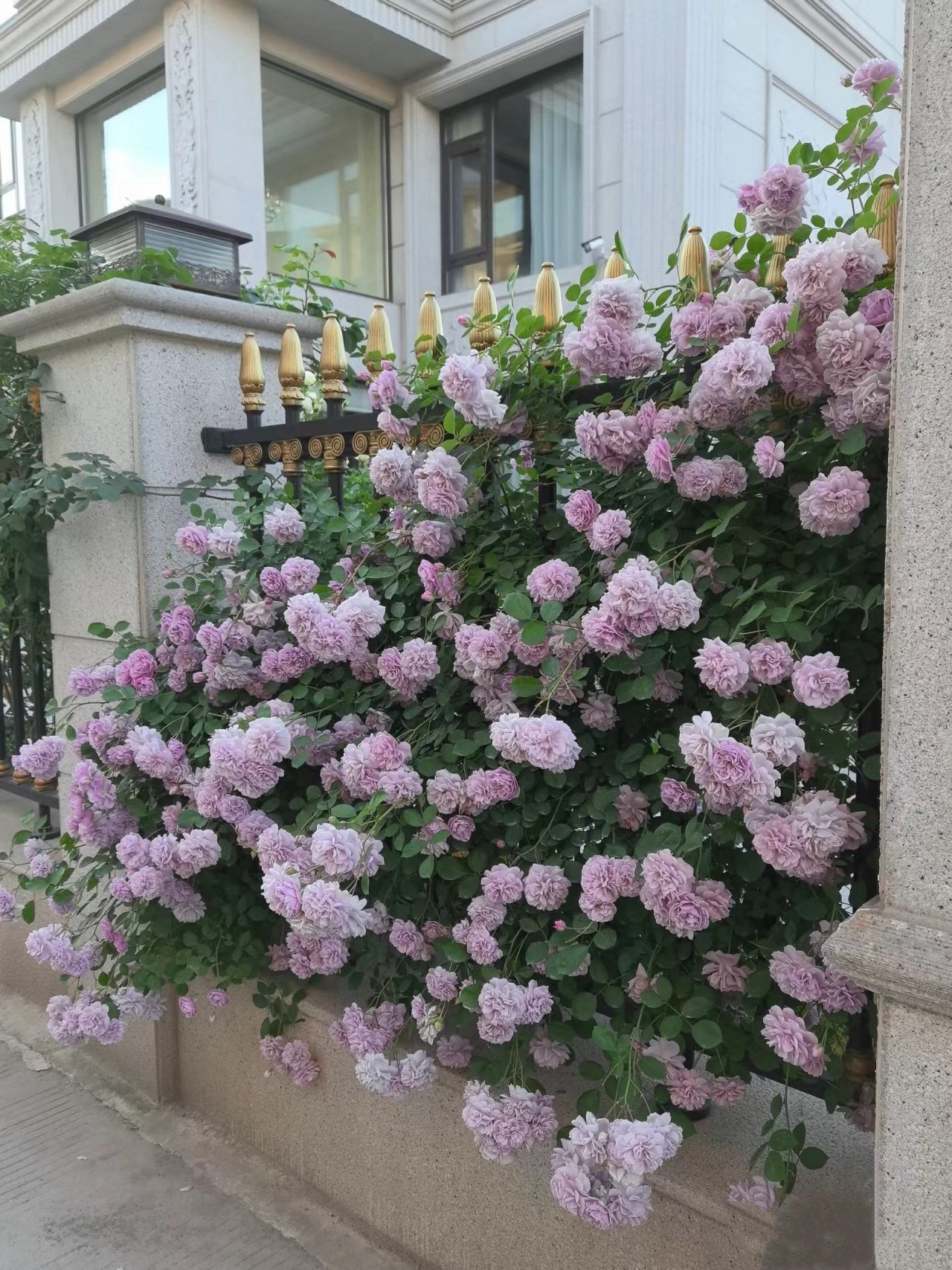 蓝色阴雨 可垂吊可爬藤 四季开花爬藤月季 强香型