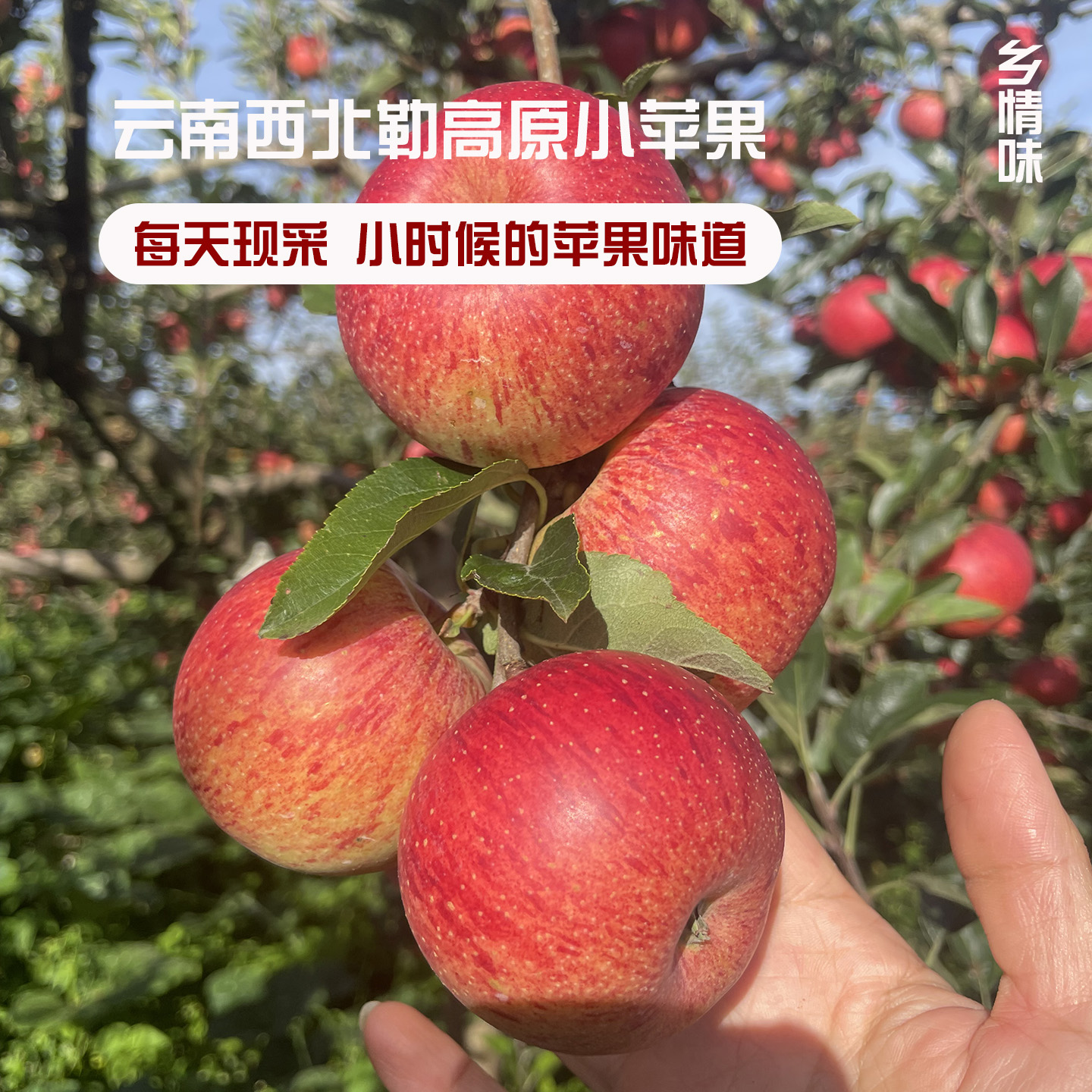 云南半野生苹果小时候的苹果味道