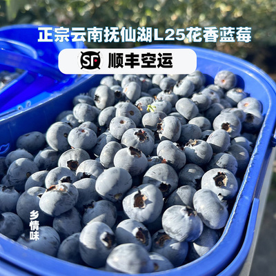 正宗云南抚仙湖L25花香蓝莓