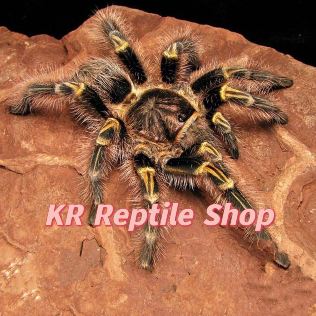 巴西巨人金直间网红宠物蜘蛛爆款g属超高人气王适合新手温顺好养