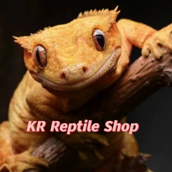 爬宠睫角守宫莉莉白盖勾亚魔物萨拉辛巨人鳄鳞豹纹瘤尾萌宠