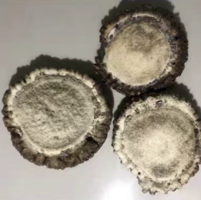 内蒙古敖鲁古雅玛力亚索使鹿部落驯鹿角帽