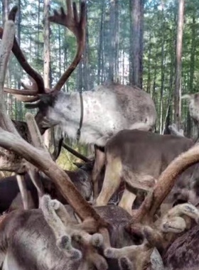 内蒙古敖鲁古雅玛力亚索使鹿部驯鹿茸鲜整根塑封装