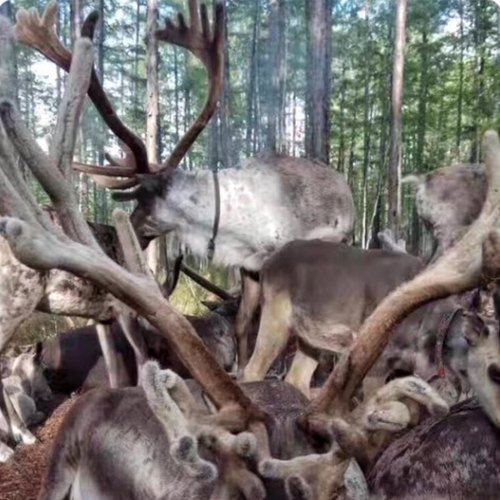 内蒙古敖鲁古雅玛力亚索使鹿部驯鹿茸鲜整根塑封装