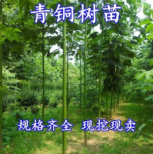 青桐法桐树苗 中国梧桐 青铜树 庭院行道绿化苗风景观赏树