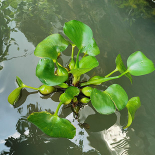 凤眼蓝凤眼莲浮水莲花水葫芦鱼池鱼塘水质净化绿植5株起拍包邮