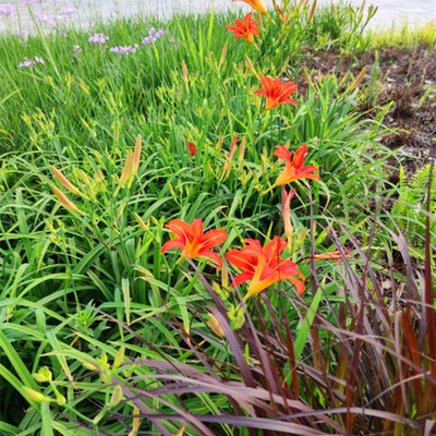 金针花黄花菜萱草谖草宜男花安神菜忘忧草四季可种5苗起发包邮