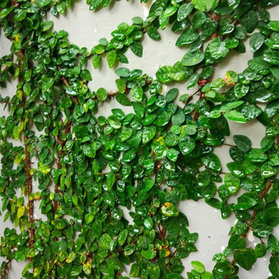 小叶爬山虎植物鱼池绿化四季常青