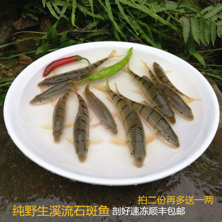 淡水石斑鱼鲜活包邮溪流湖小河千岛湖大石班鱼新鲜速冻包邮