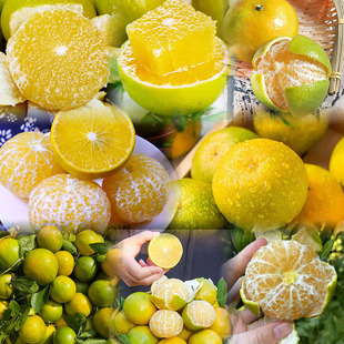 正宗丹霞皇帝柑大果10斤装现摘新鲜水果广东当季橘桔子贡柑纯甜