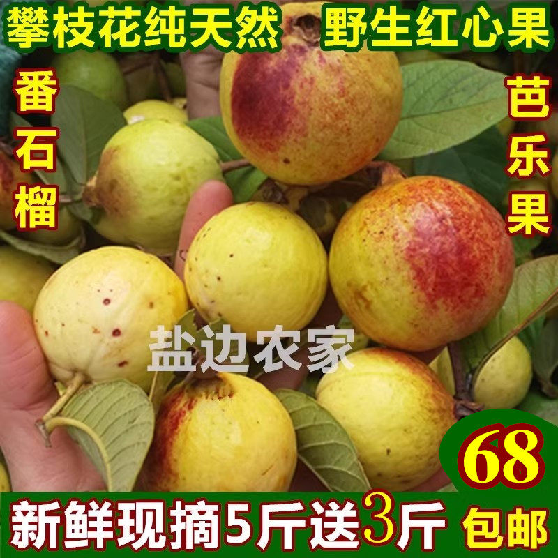 5斤送3斤 攀枝花野生红心果 番石榴红心芭乐 鸡矢果新鲜水果现摘