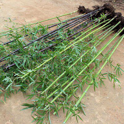 竹苗竹子苗庭院户外四季常青室外黄金镶玉室内客厅紫竹罗汉竹盆栽在类目 鲜花速递/花卉仿真/绿植园艺, 花卉/绿植盆栽（新）, 绿植中 - 来自Buy2taobao.com提供专业的淘宝代购服务